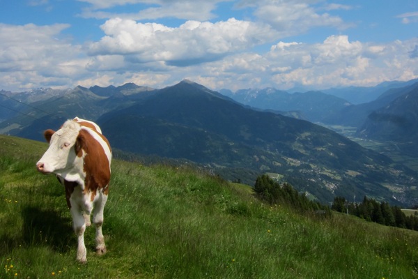 Cow